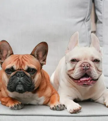 From storied past to cherished companion, discover everything about the enduring Victorian Bulldog.