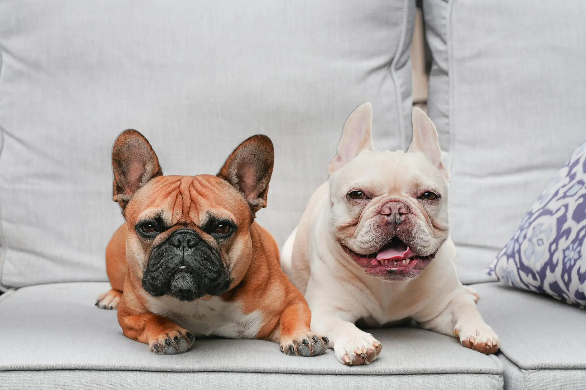 The Resilient Victorian Bulldog: History, Traits, and Timeless Appeal From storied past to cherished companion, discover everything about the enduring Victorian Bulldog.