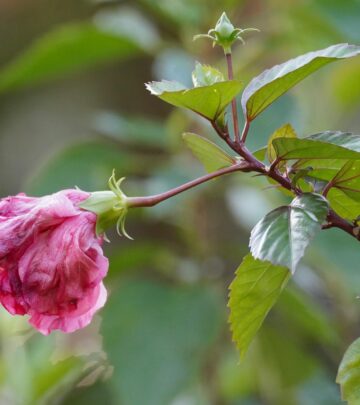 Potentilla: A Versatile Shrub for Every Garden