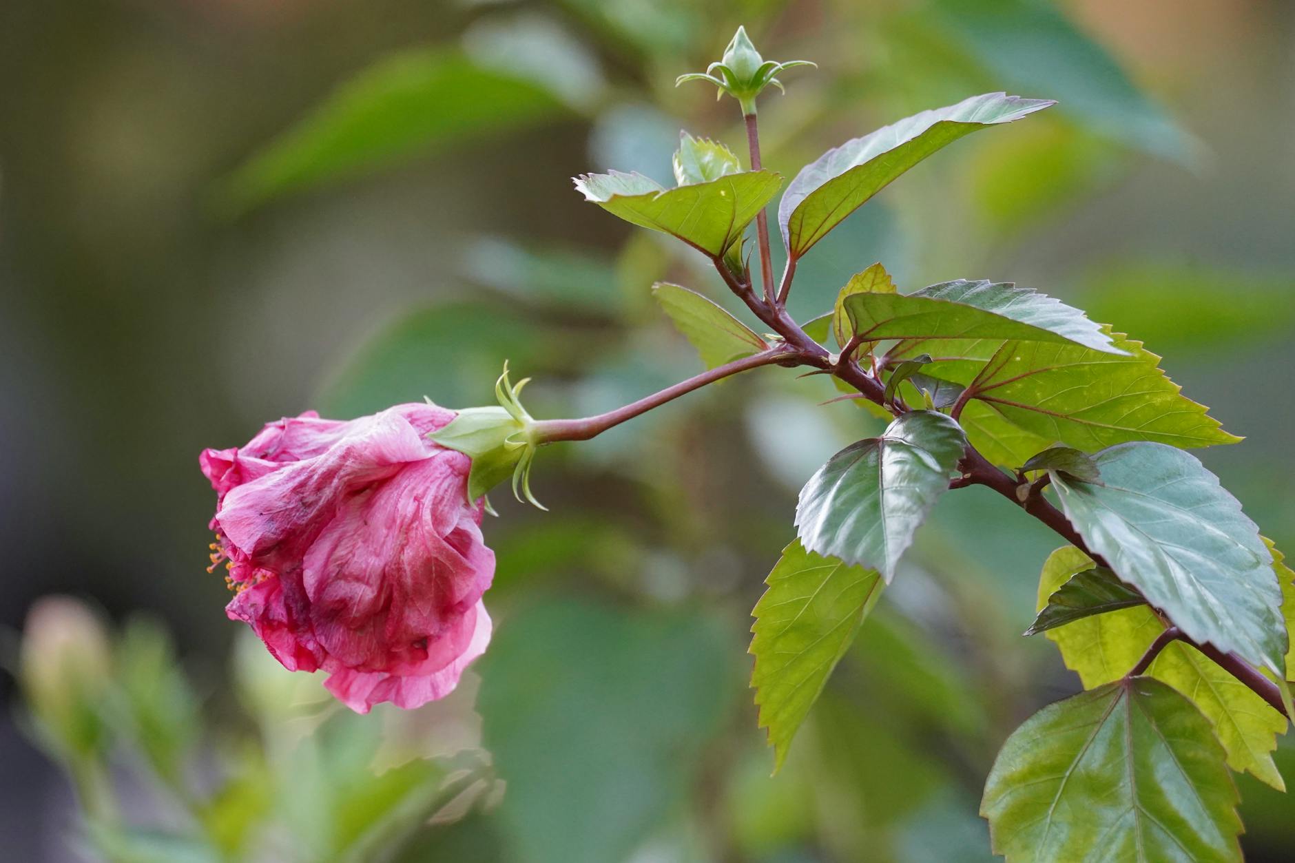 Potentilla: A Versatile Shrub for Every Garden Potentilla: A Versatile Shrub for Every Garden_image