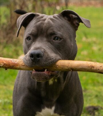 Bull Terrier Dog Breed: Characteristics, Care, and History