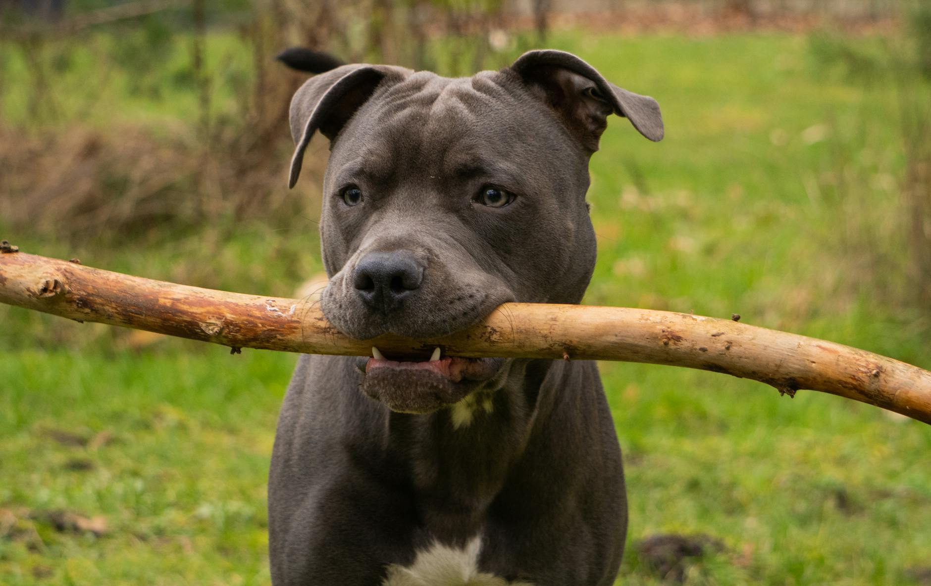 Bull Terrier Dog Breed: Characteristics, Care, and History_image