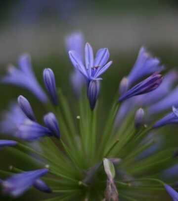 Agapanthus: The Complete Guide to Growing African Lily