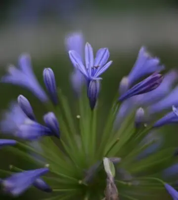 Discover vibrant blossoms and expert tips for nurturing stunning garden favorites year-round.
