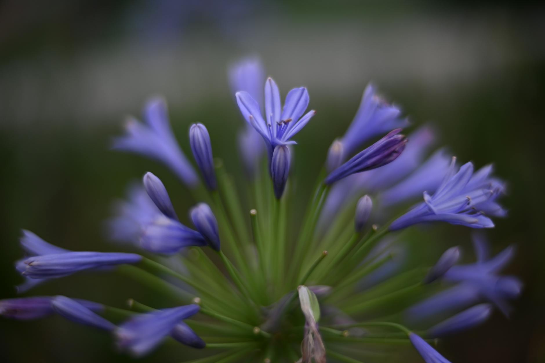 Agapanthus: The Complete Guide to Growing African Lily_image