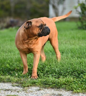 Dogo Argentino: The Powerful and Loyal Working Breed