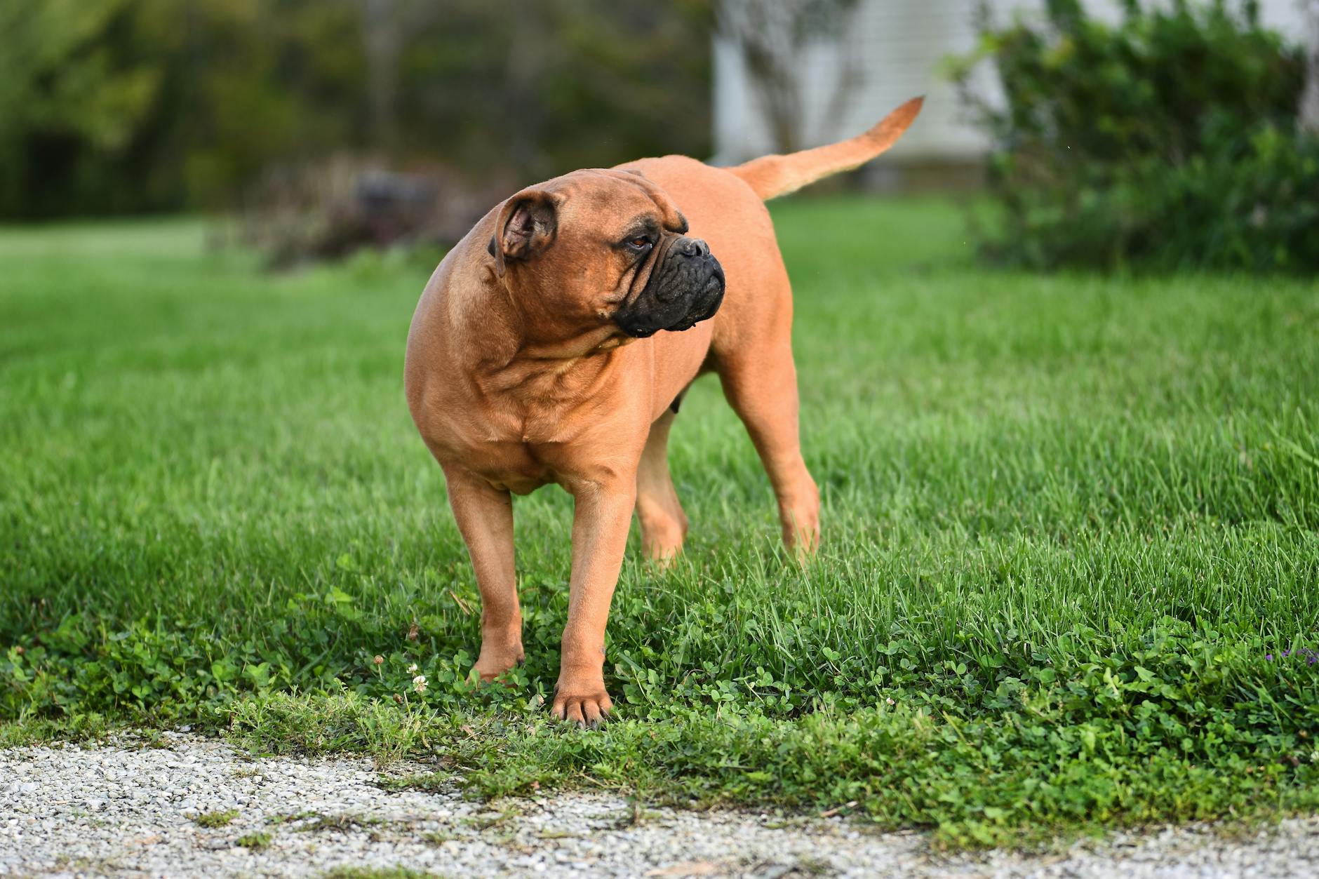 Dogo Argentino: The Powerful and Loyal Working Breed Dogo Argentino: The Powerful and Loyal Working Breed_image