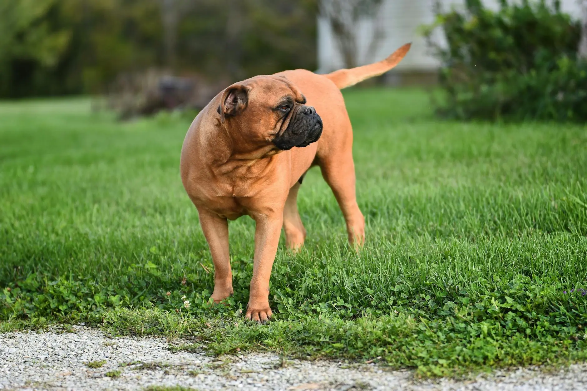 Dogo Argentino: The Powerful and Loyal Working Breed Discover unmatched strength and devotion in this exceptional canine companion today!