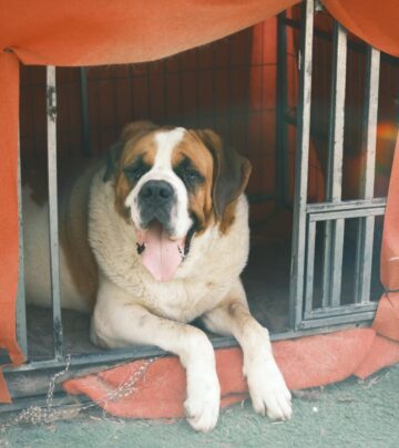 Saint Bernard Dog Breed: The Gentle Giant of the Alps