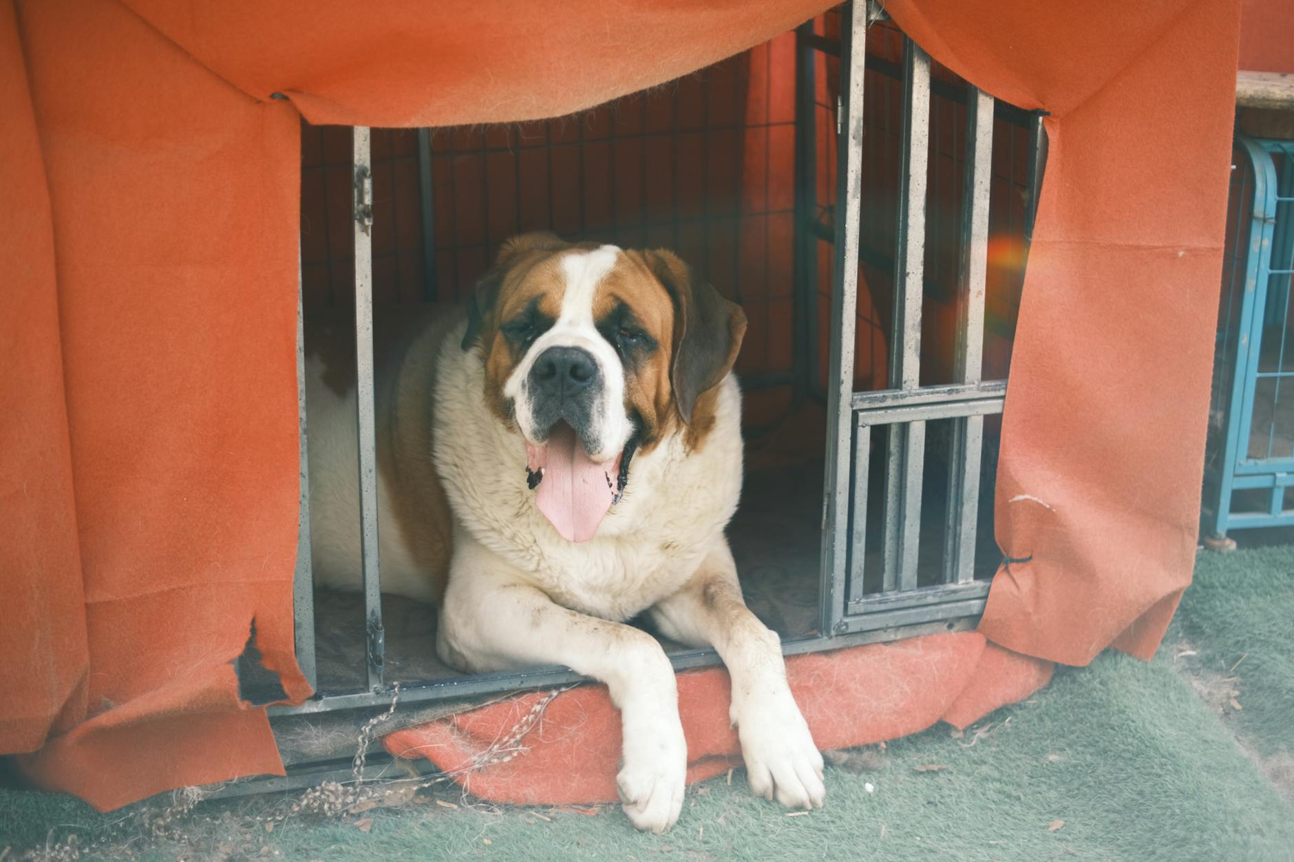 Saint Bernard Dog Breed: The Gentle Giant of the Alps Saint Bernard Dog Breed: The Gentle Giant of the Alps_image