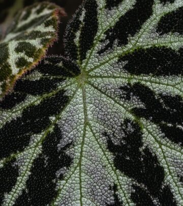 The Complete Guide to Growing and Caring for Beautiful Begonias