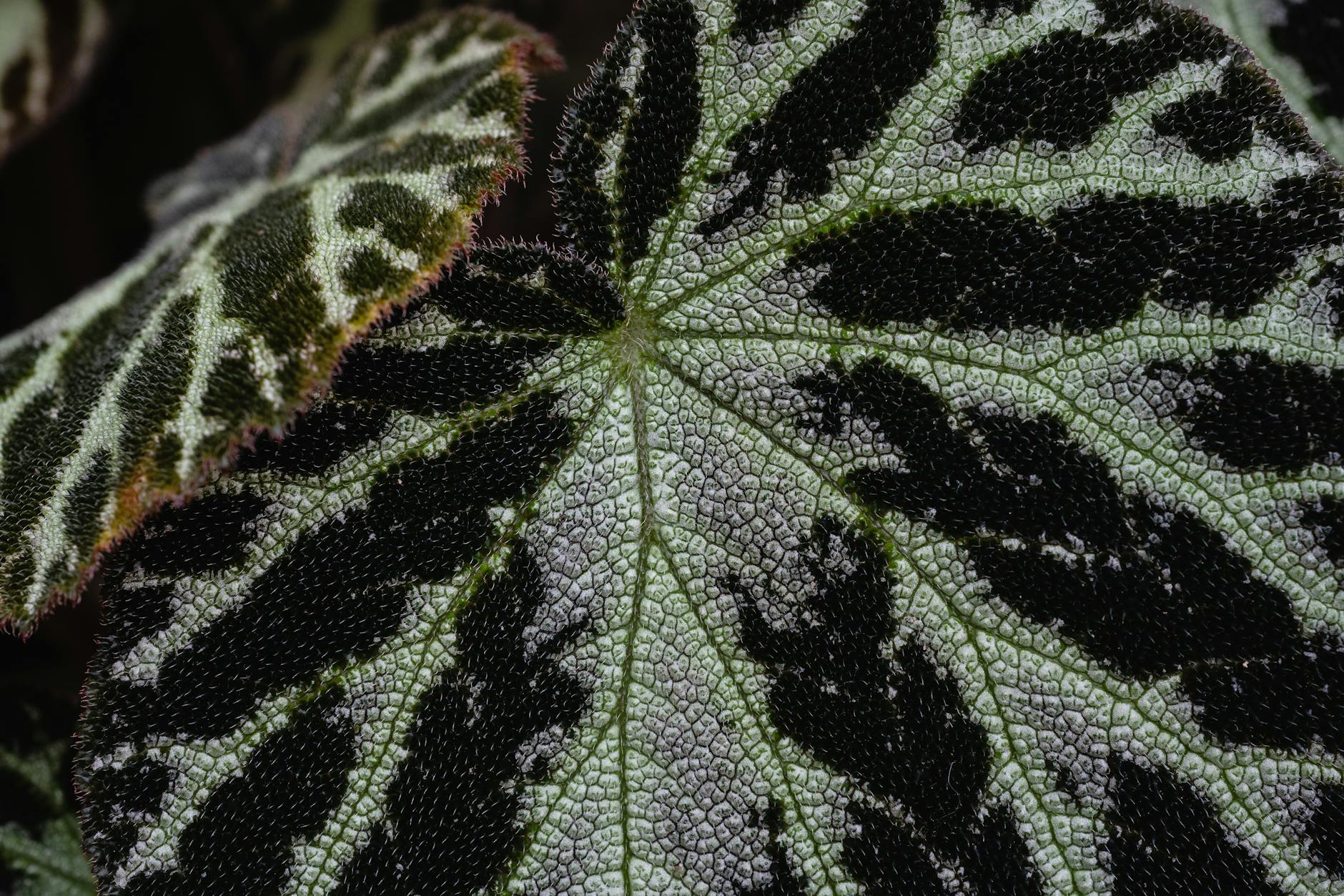 The Complete Guide to Growing and Caring for Beautiful Begonias_image