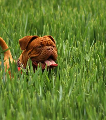 Mastiff Dog Breed: The Complete Guide to the Gentle Giant