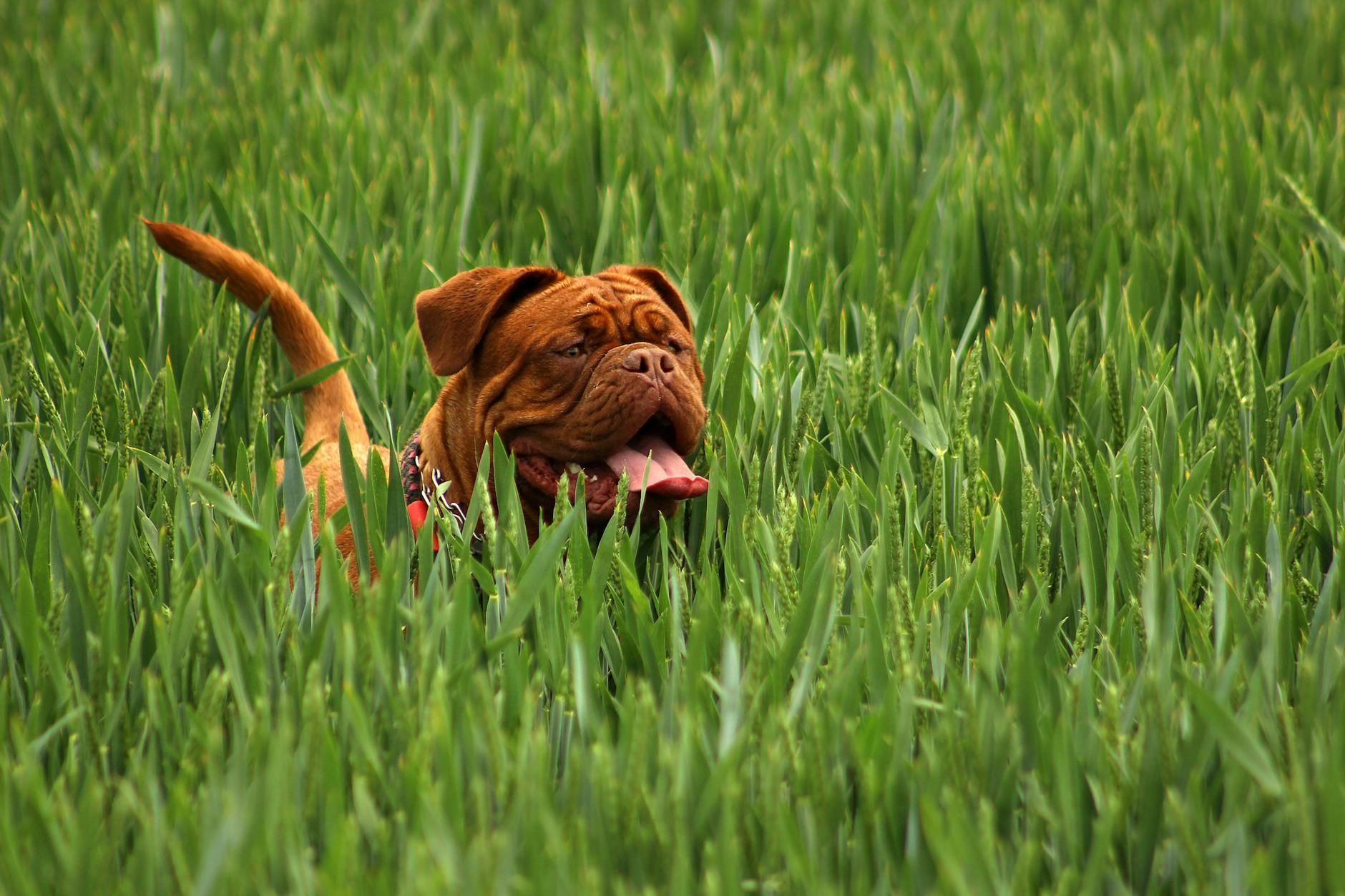 Mastiff Dog Breed: The Complete Guide to the Gentle Giant Mastiff Dog Breed: The Complete Guide to the Gentle Giant_image