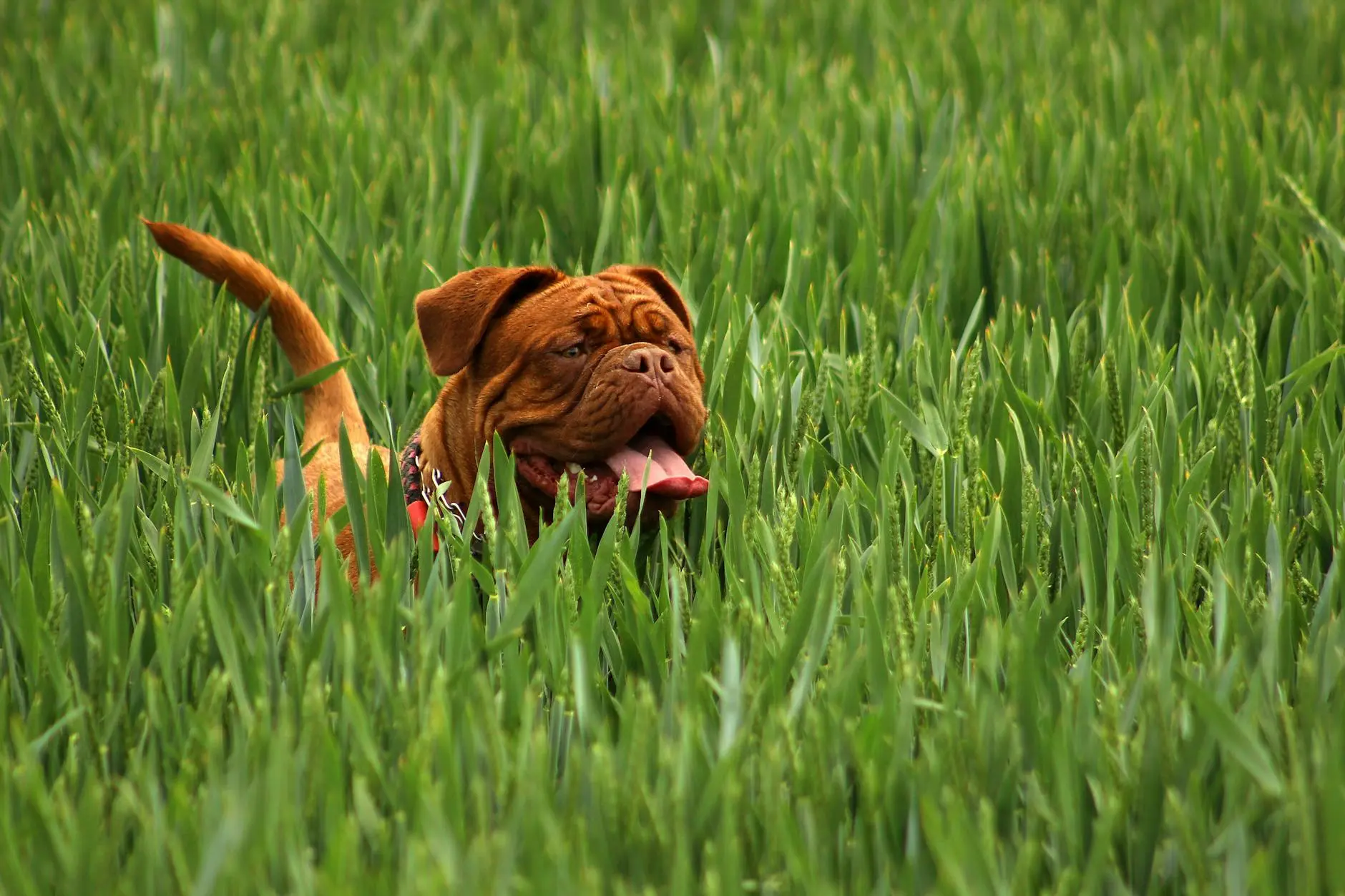 Discover the loyal companion known for strength, heart, and a calm, protective nature.