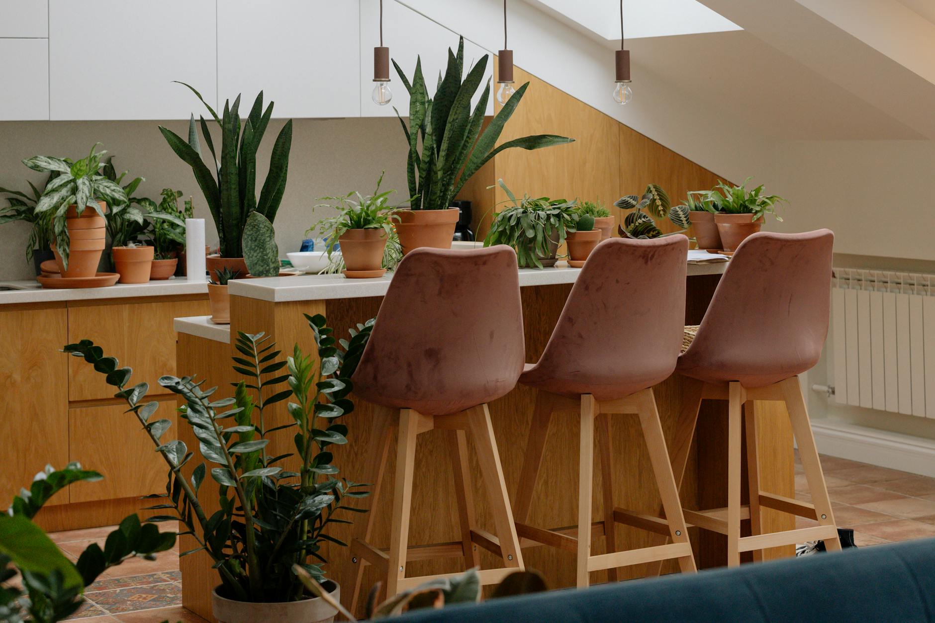 ZZ Plant: The Ultimate Guide to Growing and Caring for Zamioculcas Zamiifolia ZZ Plant: The Ultimate Guide to Growing and Caring for Zamioculcas Zamiifolia_image