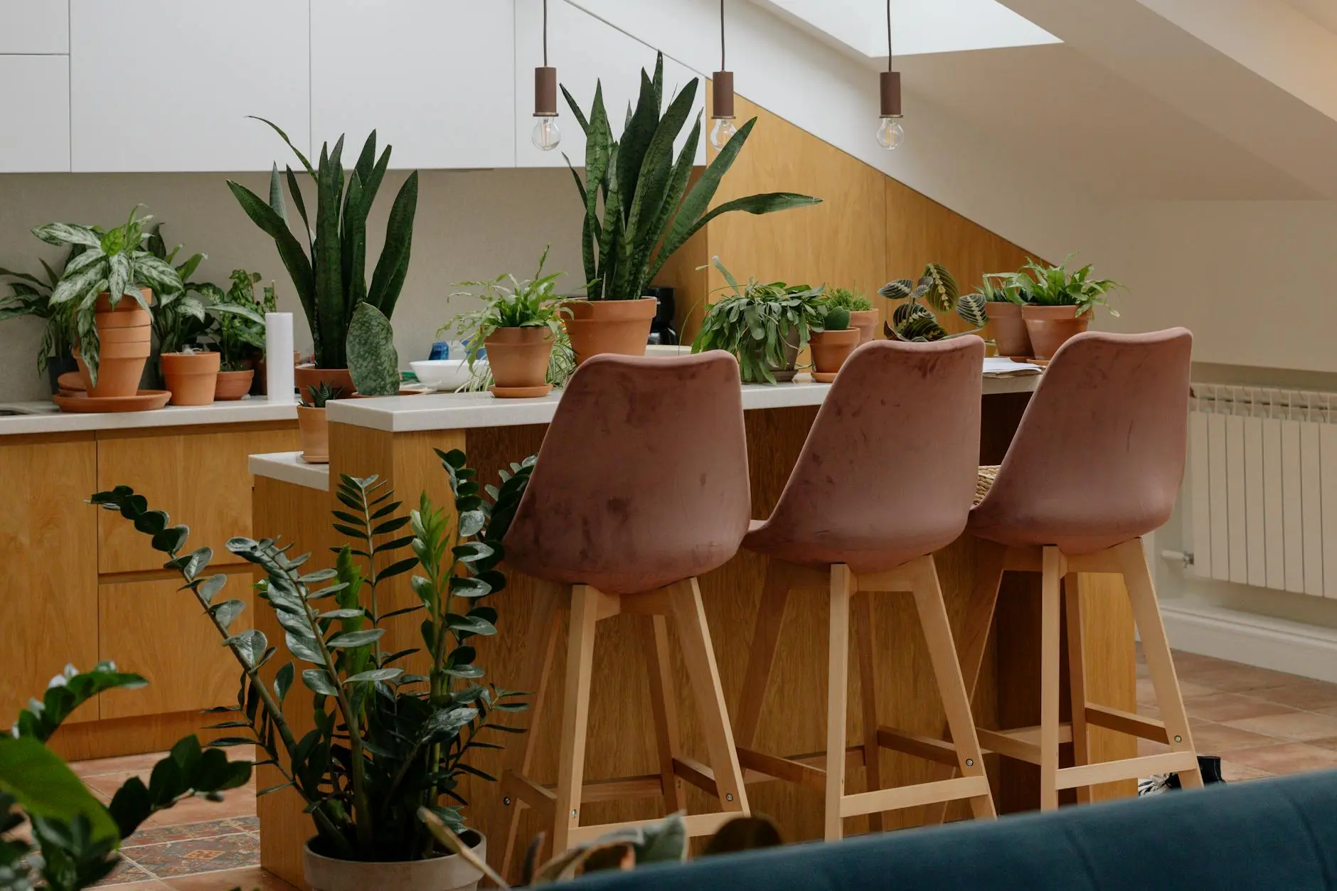 ZZ Plant: Growing & Caring for Zamioculcas Discover expert tips to nurture lush greenery and keep your indoor foliage thriving daily.
