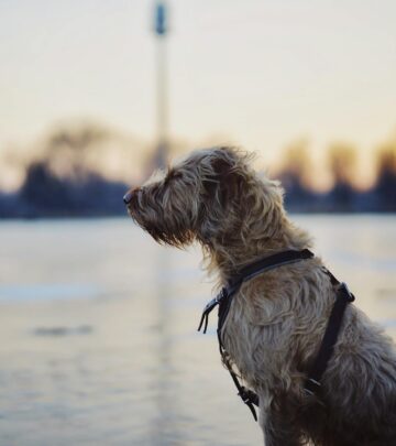 Irish Wolfhound: The Gentle Giant of Ireland