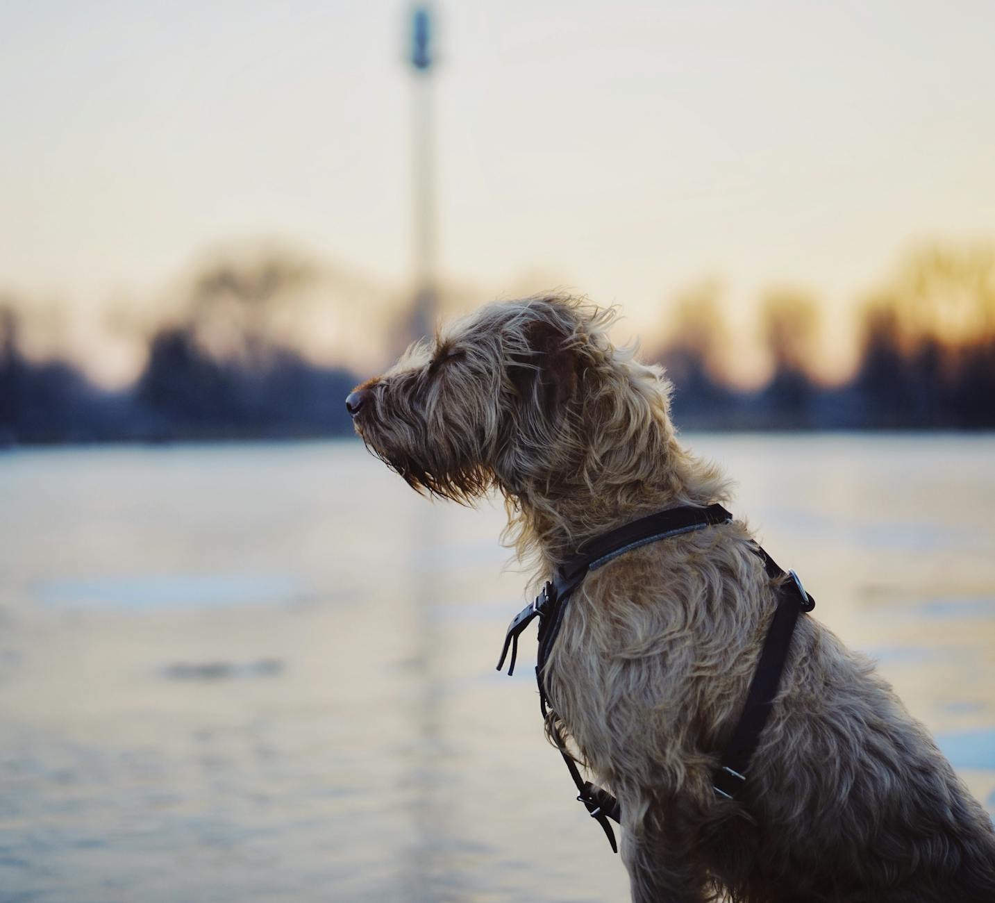 Irish Wolfhound: The Gentle Giant of Ireland Irish Wolfhound: The Gentle Giant of Ireland_image