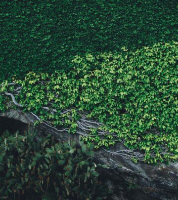 Rock Garden Design: Ideas, Principles & How-To Guide