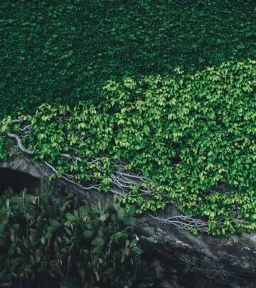 Transform your outdoor space with creative layouts, smart tips, and expert landscaping hacks.