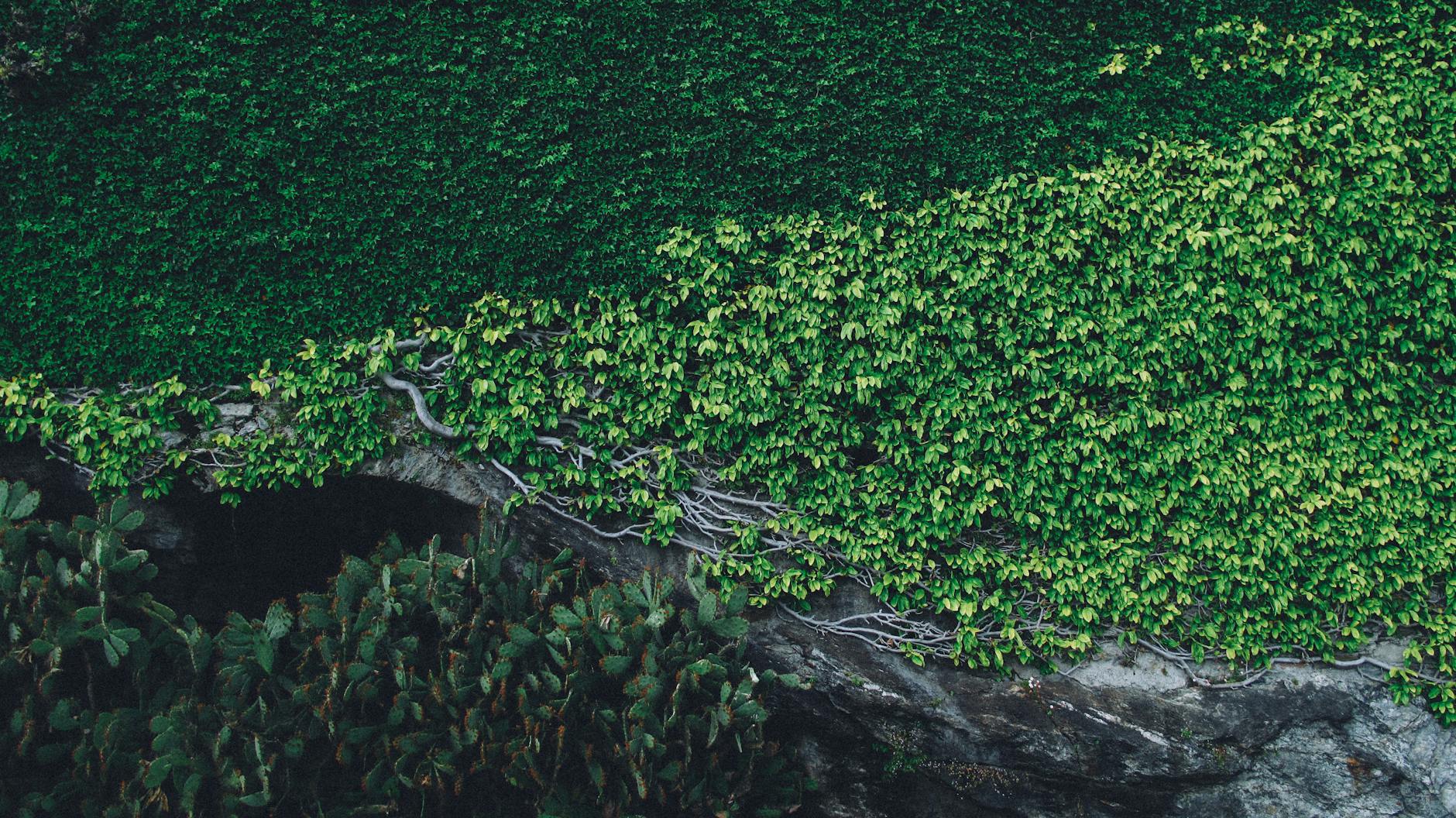 Rock Garden Design: Ideas, Principles & How-To Guide Rock Garden Design: Ideas, Principles & How-To Guide_image