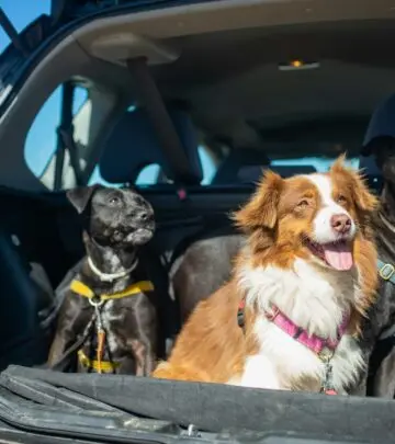 Discover insights, care tips, temperament traits, and health facts for loyal companions.