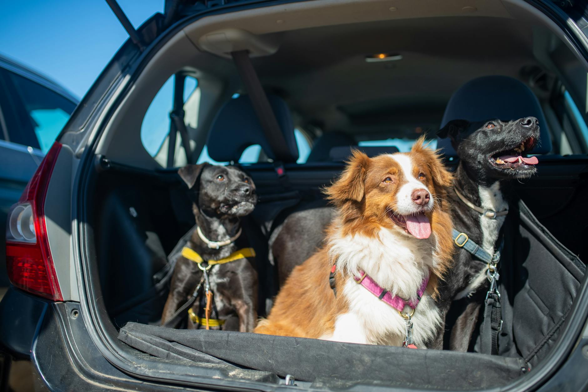Staffordshire Bull Terrier: Complete Breed Guide & Information Staffordshire Bull Terrier: Complete Breed Guide & Information_image