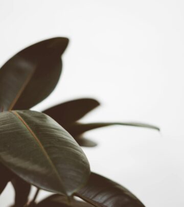 The Complete Guide to Growing Rubber Plants Indoors
