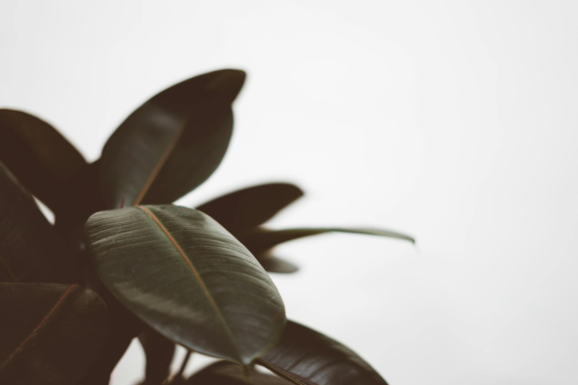 The Complete Guide to Growing Rubber Plants Indoors The Complete Guide to Growing Rubber Plants Indoors_image