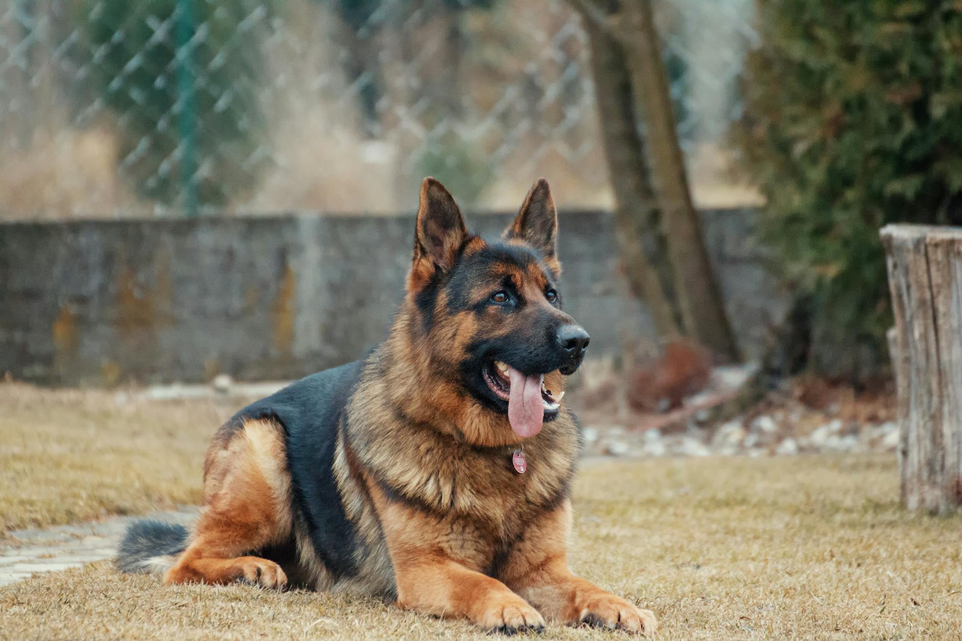 German Shepherd Dog Breed: Complete Guide to Characteristics, Care & Training German Shepherd Dog Breed: Complete Guide to Characteristics, Care & Training_image