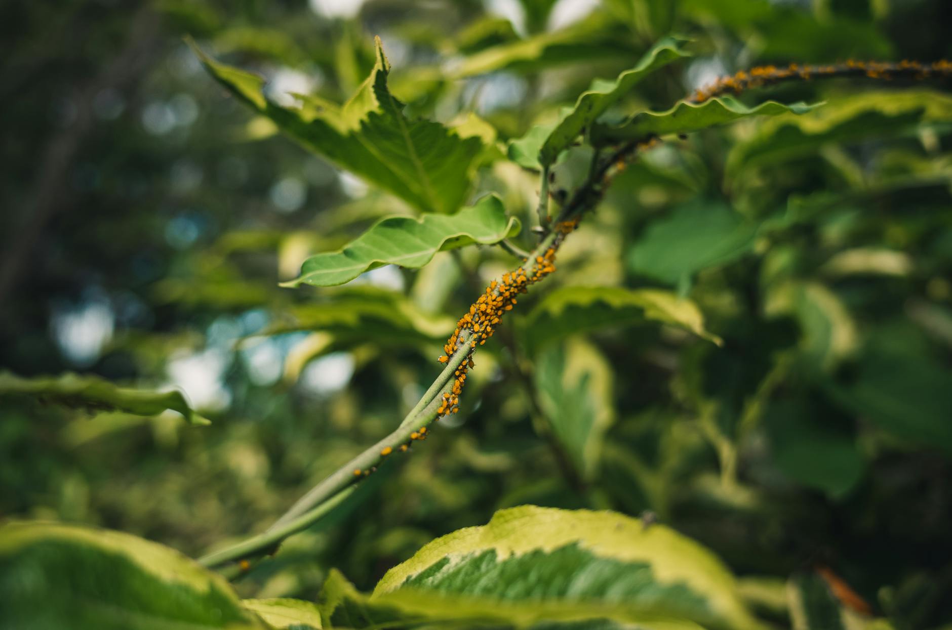 The Ultimate Guide to Controlling Aphids Naturally: 4 Effective Treatments The Ultimate Guide to Controlling Aphids Naturally: 4 Effective Treatments_image