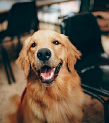 Golden Retriever: The Ultimate Guide to a Beloved Family Companion