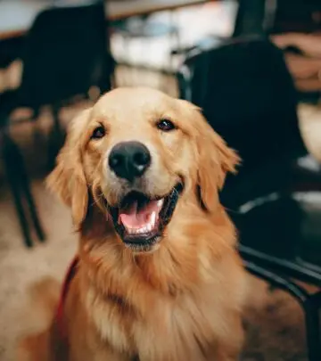 Loyal, playful, and gentle—discover the perfect furry friend who brightens every home!