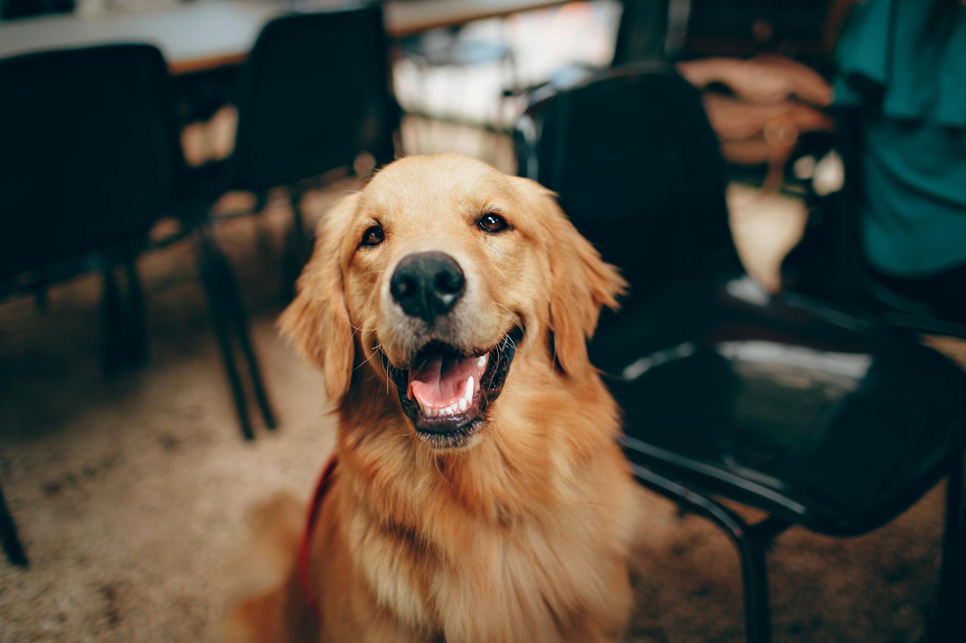 Golden Retriever: The Ultimate Guide to a Beloved Family Companion Golden Retriever: The Ultimate Guide to a Beloved Family Companion_image