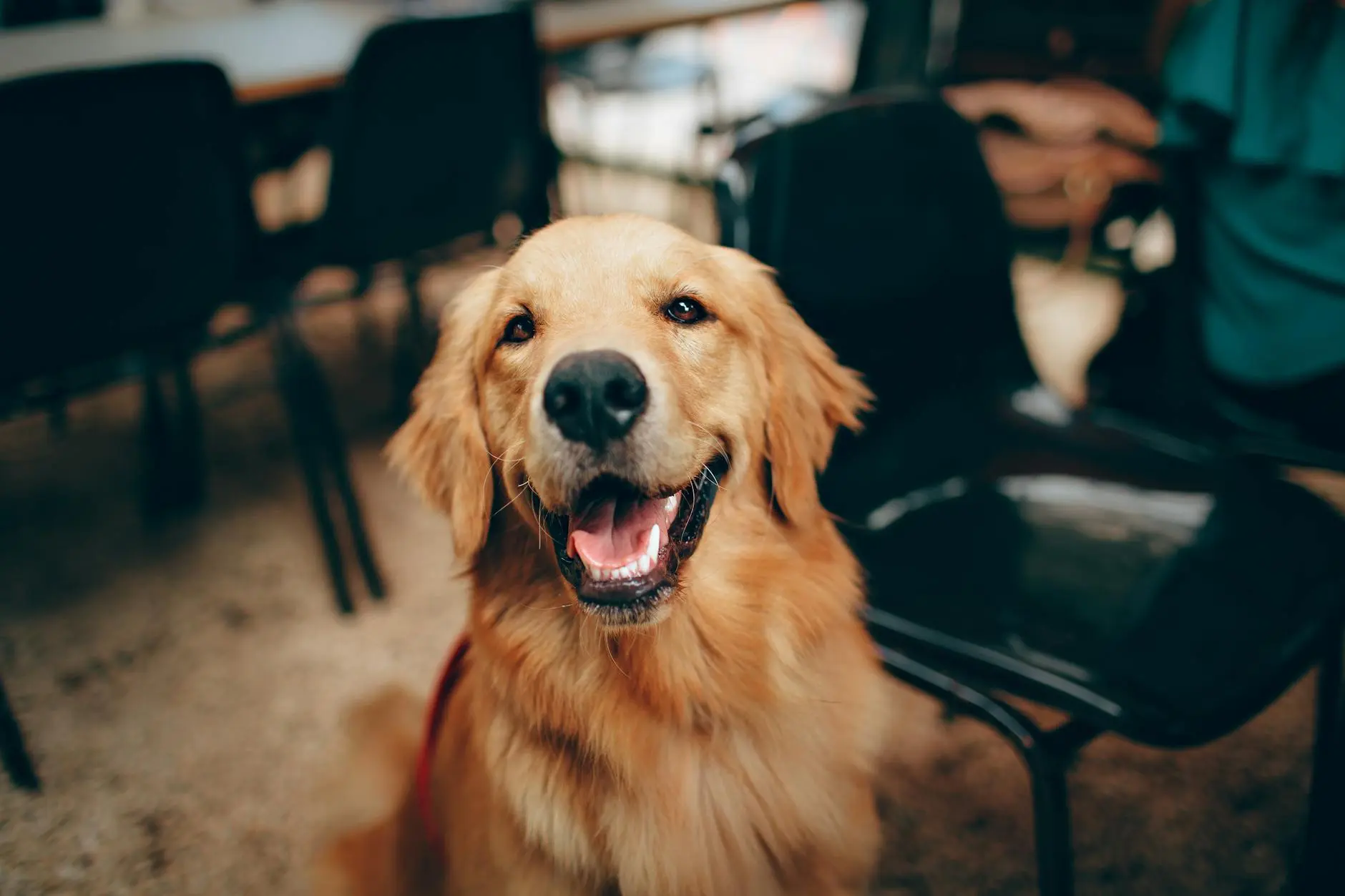 Golden Retriever: Beloved Family Companion Loyal, playful, and gentle—discover the perfect furry friend who brightens every home!