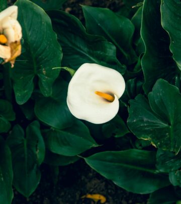 Calla Lily Care: Planting, Growing & Maintaining Vibrant Blooms