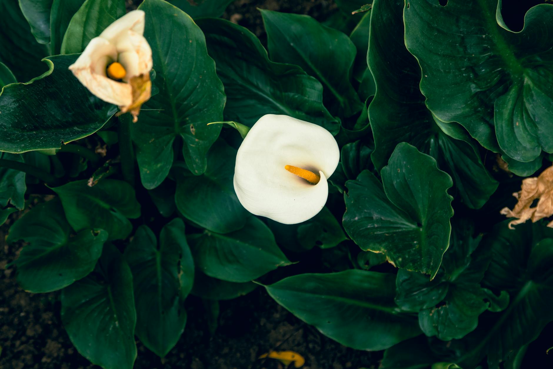 Calla Lily Care: Planting, Growing & Maintaining Vibrant Blooms Calla Lily Care: Planting, Growing & Maintaining Vibrant Blooms_image