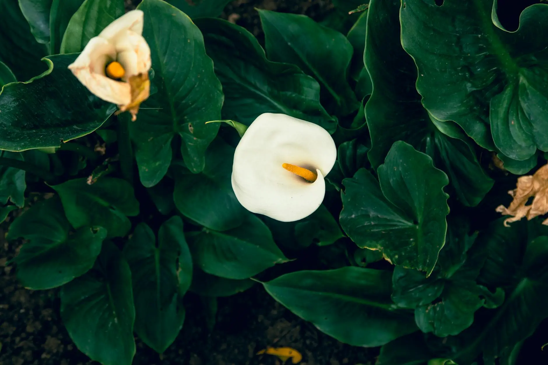 Discover expert tips to nurture stunning flowers and ensure lasting garden beauty year-round.