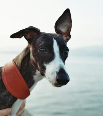 All About Whippets: The Gentle, Swift Sighthound