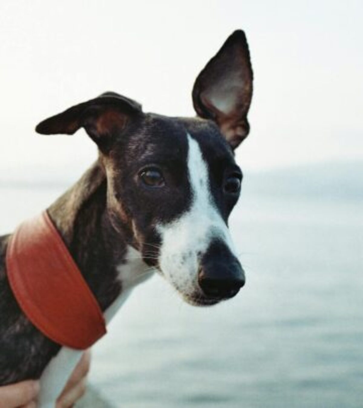 All About Whippets: The Gentle, Swift Sighthound All About Whippets: The Gentle, Swift Sighthound_image