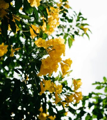 Esperanza Plant (Tecoma stans): Complete Guide to Growing, Care, and Landscape Design