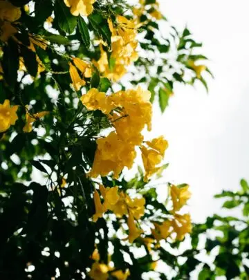 Transform your garden with vibrant blooms and expert tips for stunning outdoor beauty.