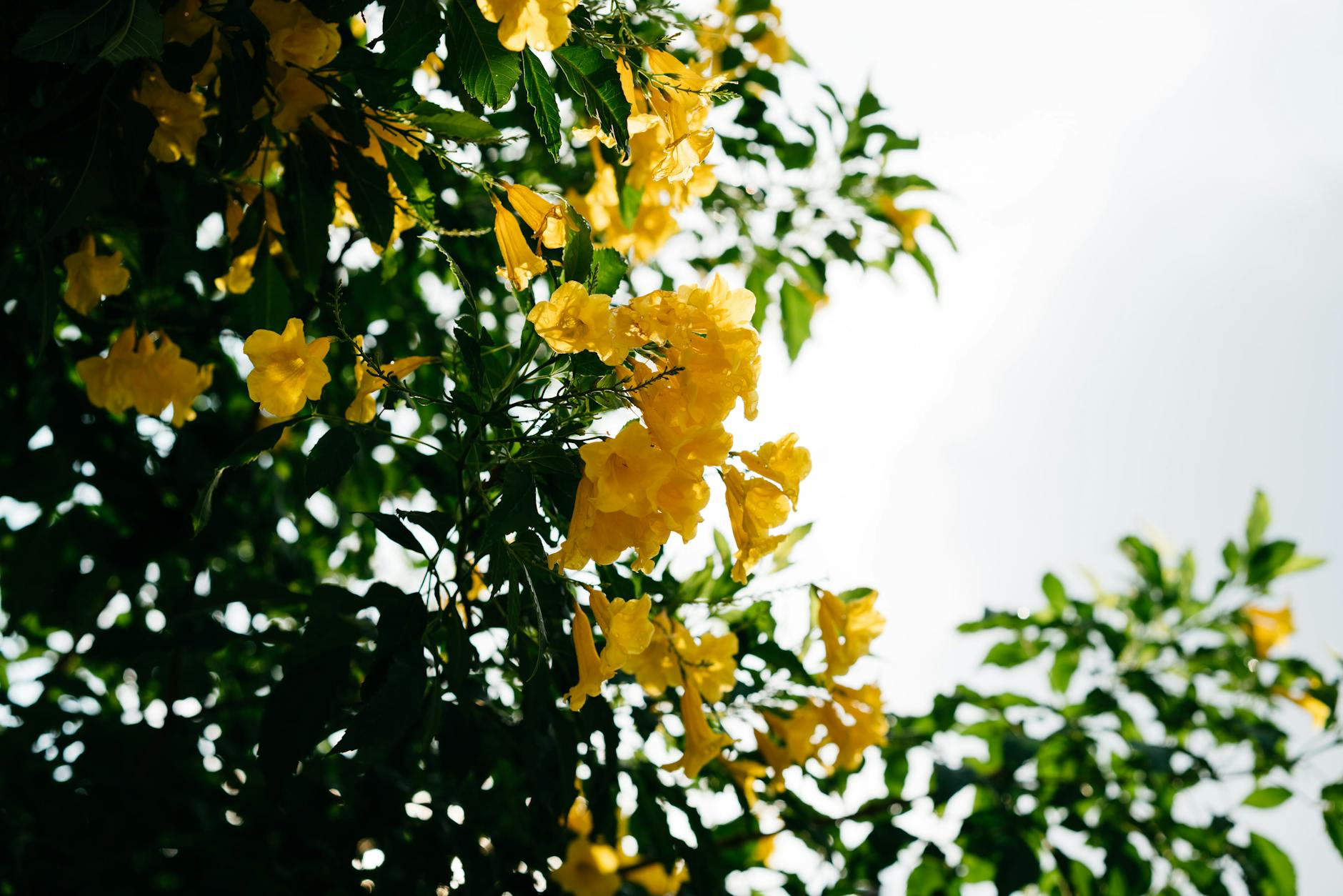 Esperanza Plant (Tecoma stans): Complete Guide to Growing, Care, and Landscape Design Esperanza Plant (Tecoma stans): Complete Guide to Growing, Care, and Landscape Design_image