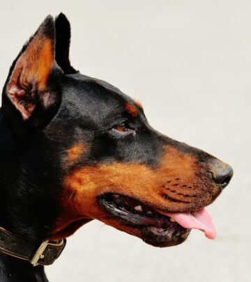 German Pinscher: The Spirited Sentinel of the Dog World