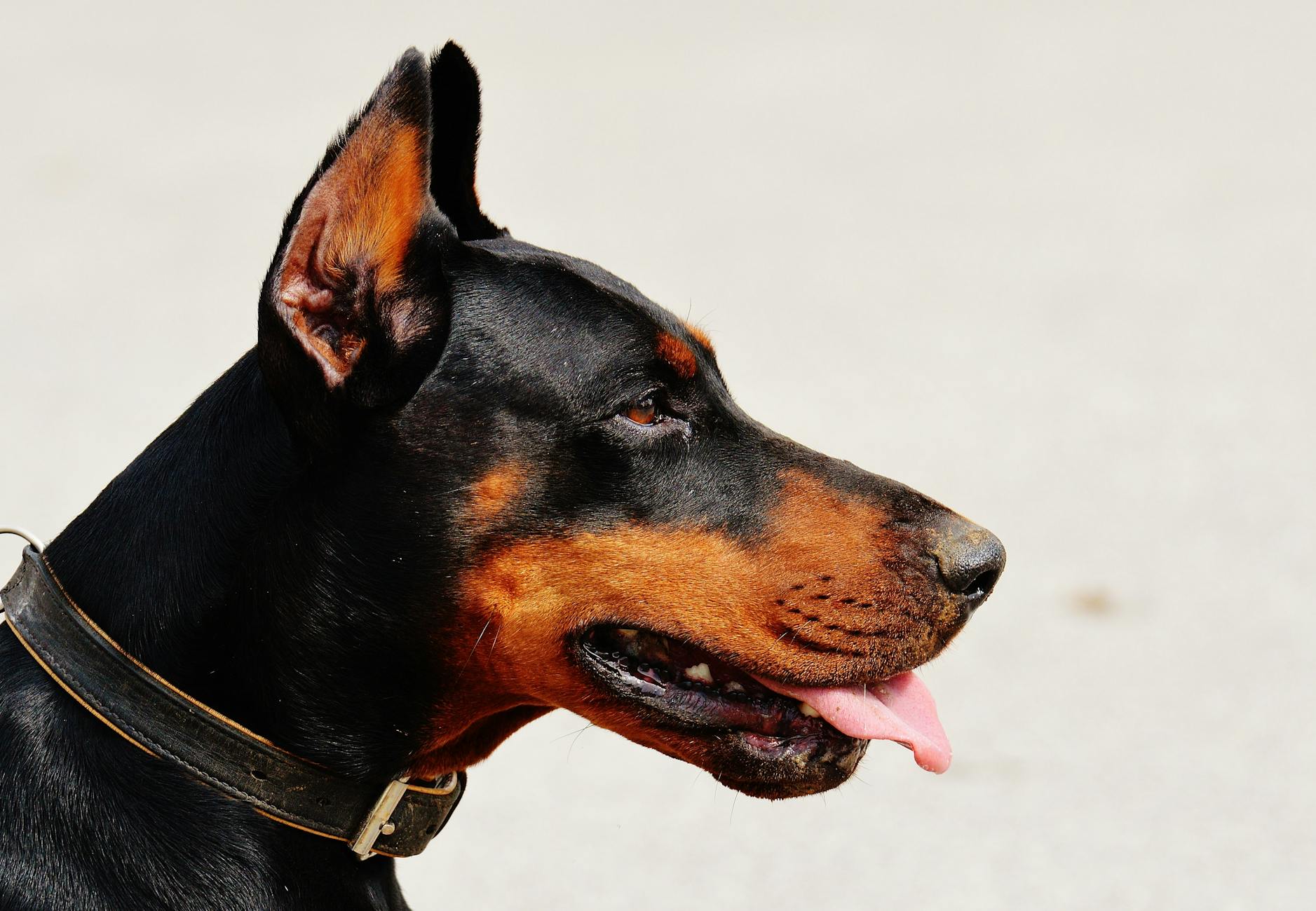 German Pinscher: The Spirited Sentinel of the Dog World German Pinscher: The Spirited Sentinel of the Dog World_image