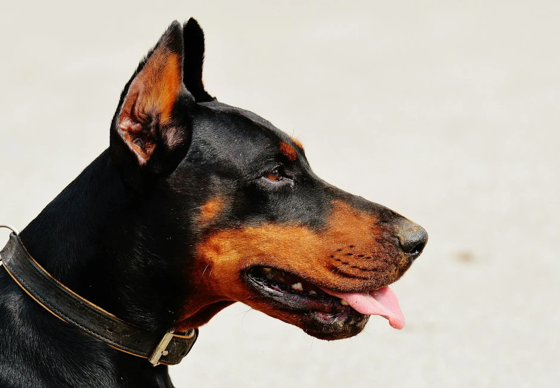 German Pinscher Dog Breed: Complete Guide To Training & Care Alert and agile, this loyal companion thrives with energy and sharp instincts daily.