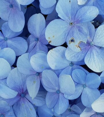 The Ultimate Guide to Hydrangea Fertilizer: Tips for Healthy, Vibrant Blooms