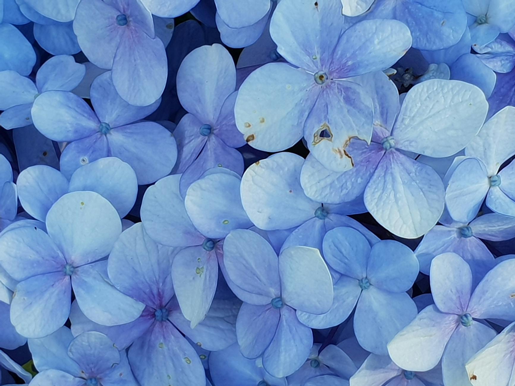 The Ultimate Guide to Hydrangea Fertilizer: Tips for Healthy, Vibrant Blooms The Ultimate Guide to Hydrangea Fertilizer: Tips for Healthy, Vibrant Blooms_image
