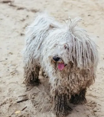 Discover unique traits and expert tips to nurture this striking, fluffy canine companion.